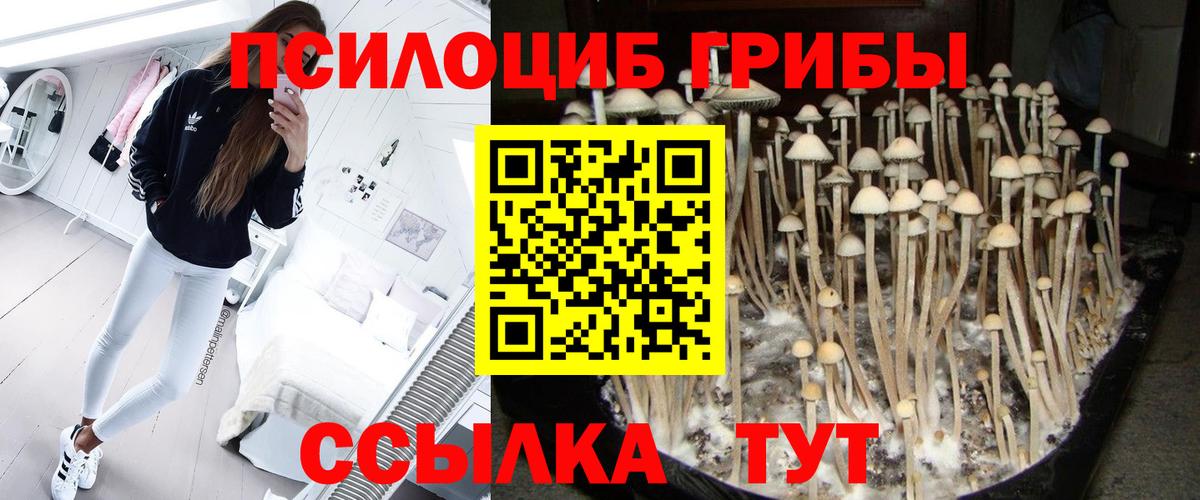 Псилоцибиновые грибы Psilocybine cubensis Серов